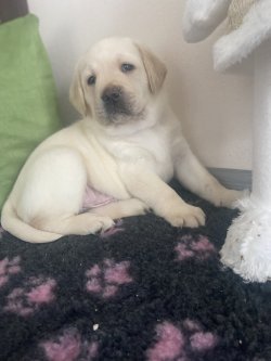 Štěňátka ze spojení Dafy a Heath