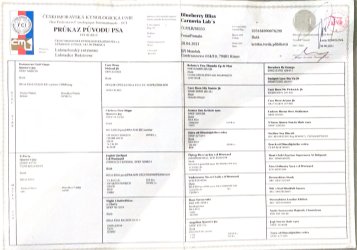 Blueberry Bliss Carnovia Lab´s