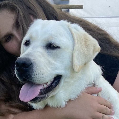 Daisy Dee Carnovia Lab´s